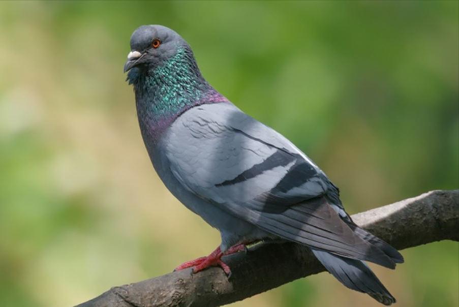 东江揽胜,惠州淡水常见鸟类图谱