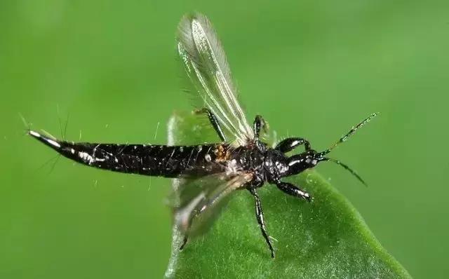 草莓叶片边缘发黑是怎么回事,草莓叶片发红发黄怎么回事