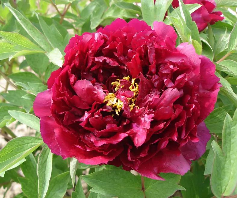 国色天香牡丹花雍容华贵,花中之王国色天香牡丹花