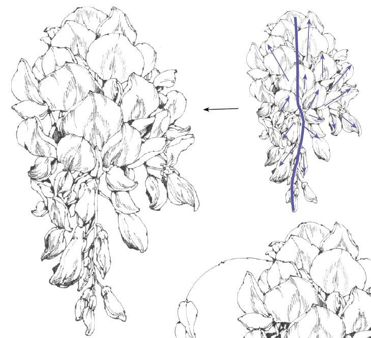 春日写生浪漫樱花,春季樱花写生季