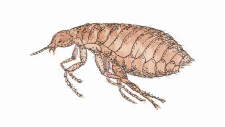 如何有效的治理跳蚤,教你6招彻底消灭跳蚤