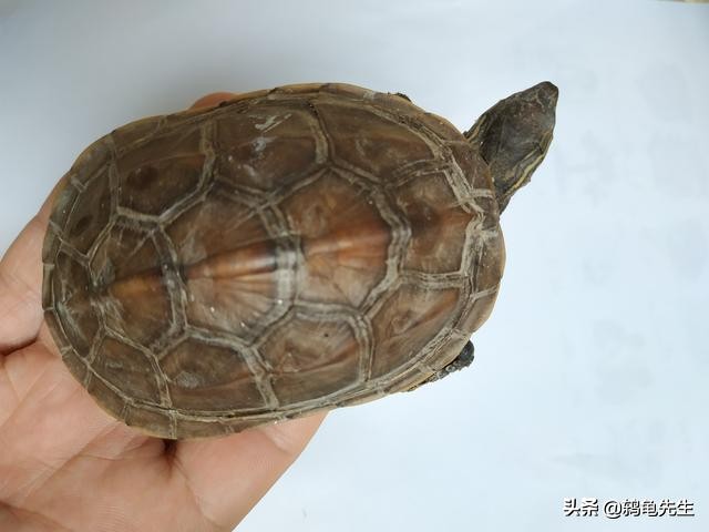 乌龟冬眠前要清肠多久,乌龟冬眠前怎样清肠