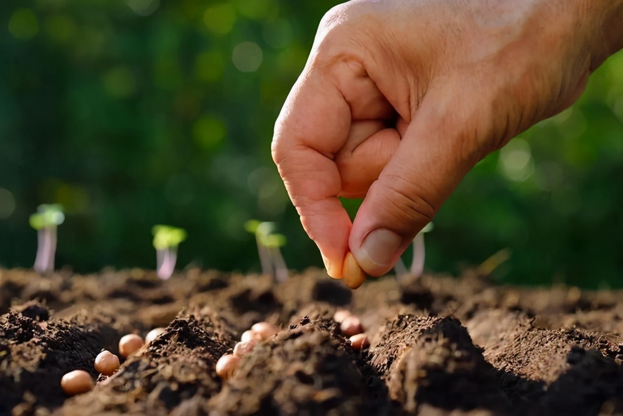 北京林业大学新一轮评估排名,中央一号文件林业部分