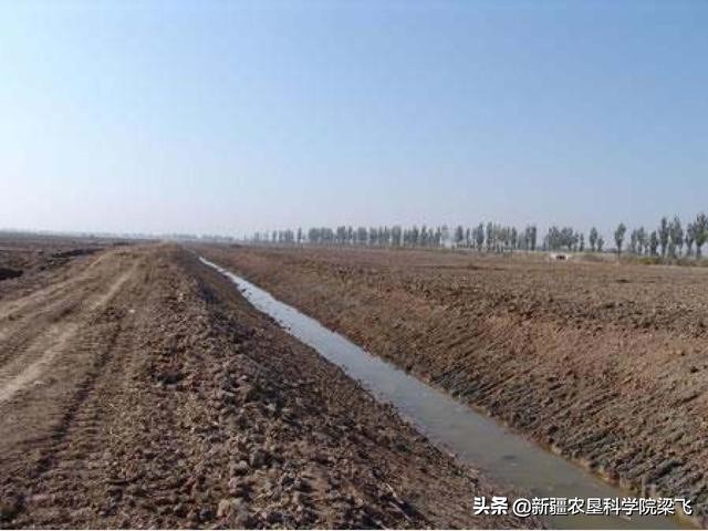 盐碱地小麦什么时候浇返青水最好,小麦地盐碱化