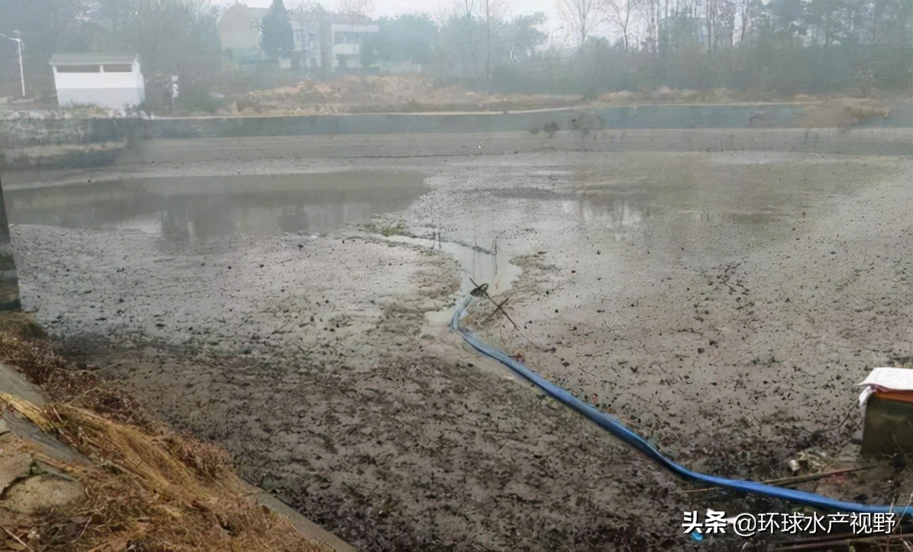 养虾的基本知识,养虾的技巧视频教程