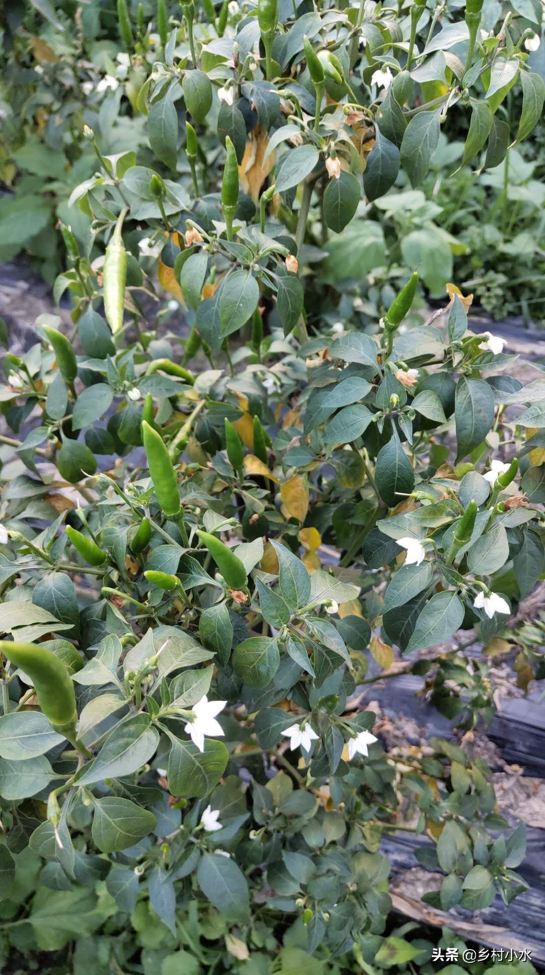 辣椒叶子变黄的防治方法,辣椒叶片发黄方法教程