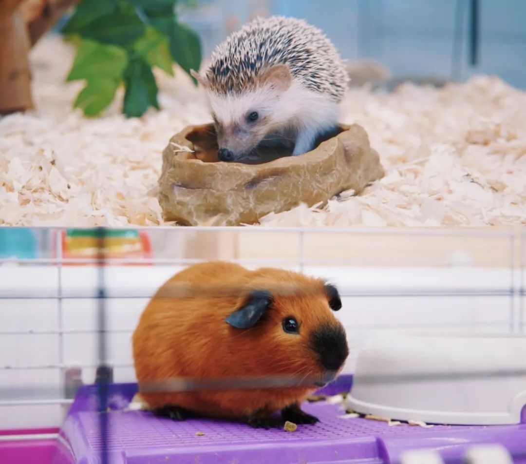 生活在南京的真实感受,南京适合生活嘛