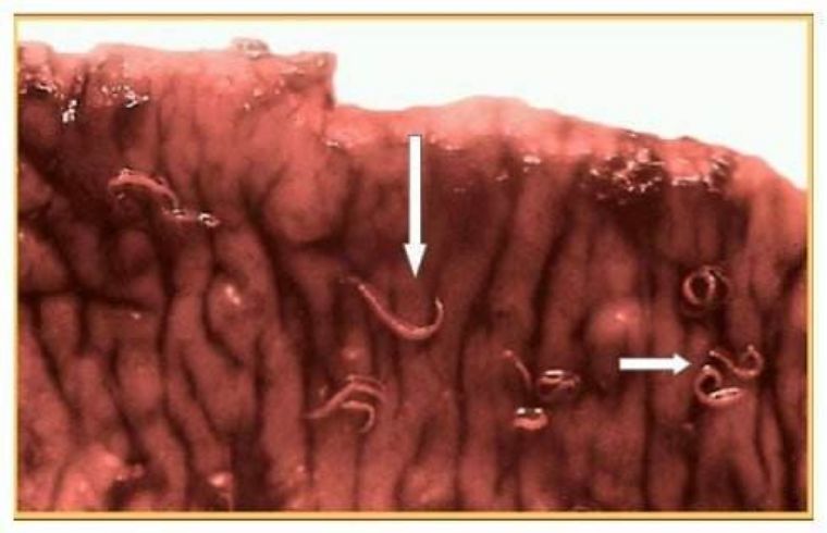 不花一分钱给猫咪驱虫,花最少的钱养狗博美