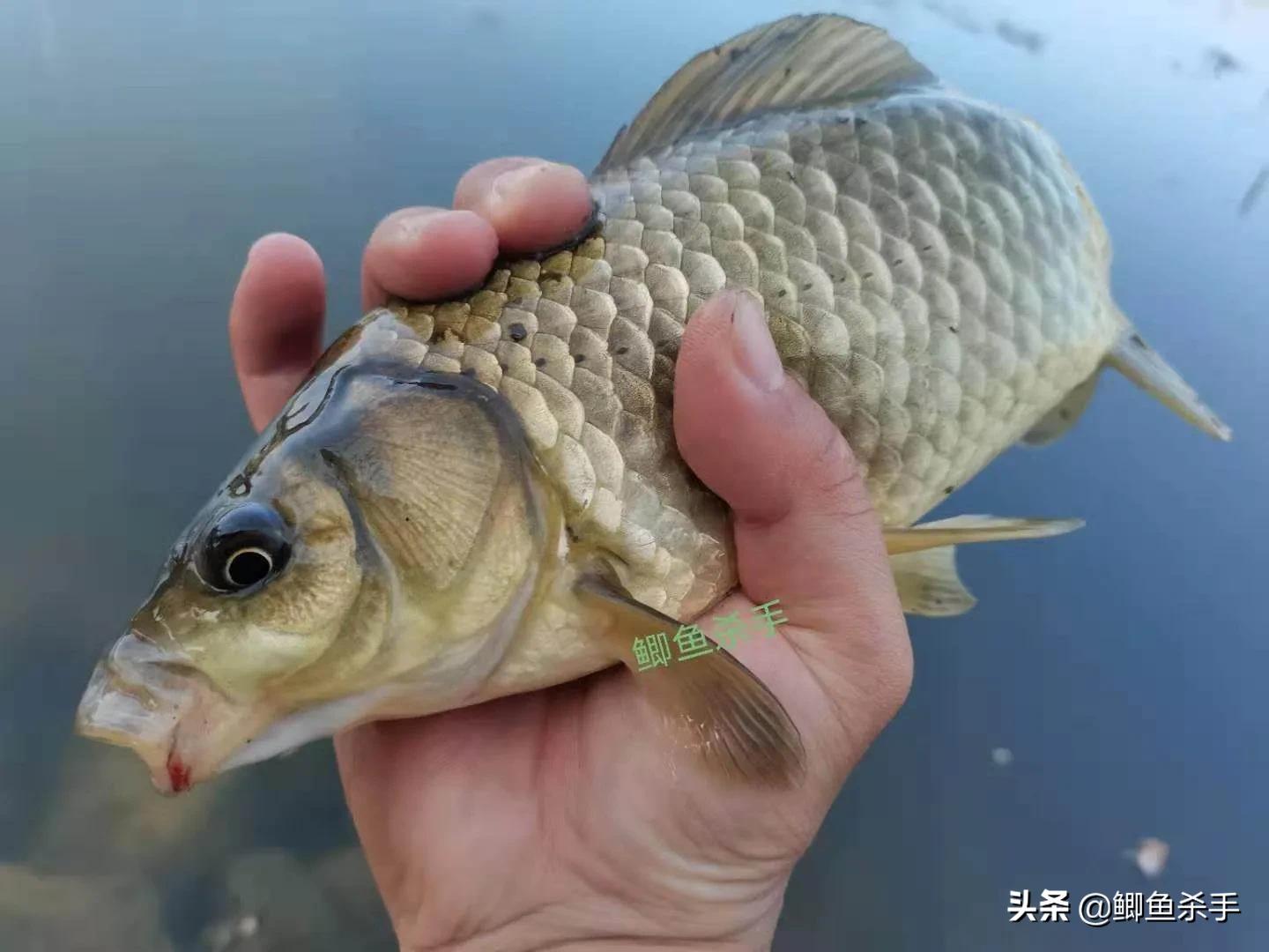 钓鱼人不愿意透露钓点段子,初春钓鱼有鱼无口怎么办