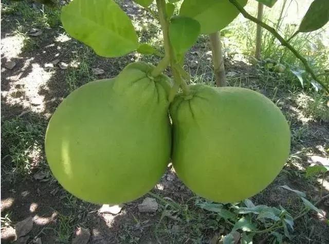 泰国红宝石青皮柚种植技术,泰国红宝石柚和泰国三红柚区别