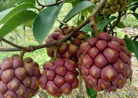 黄色像足球花纹一样的野果,长得像足球野果