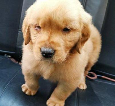 挑选金毛幼犬品相,一个月红毛金毛品相怎么看