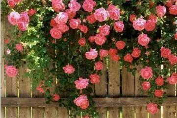 各月出生花,农历几月几日出生代表什么花