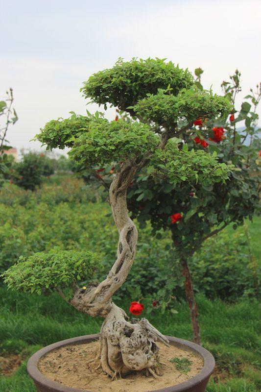 变废为宝酒瓶盆景,变废为宝塑料瓶盆景