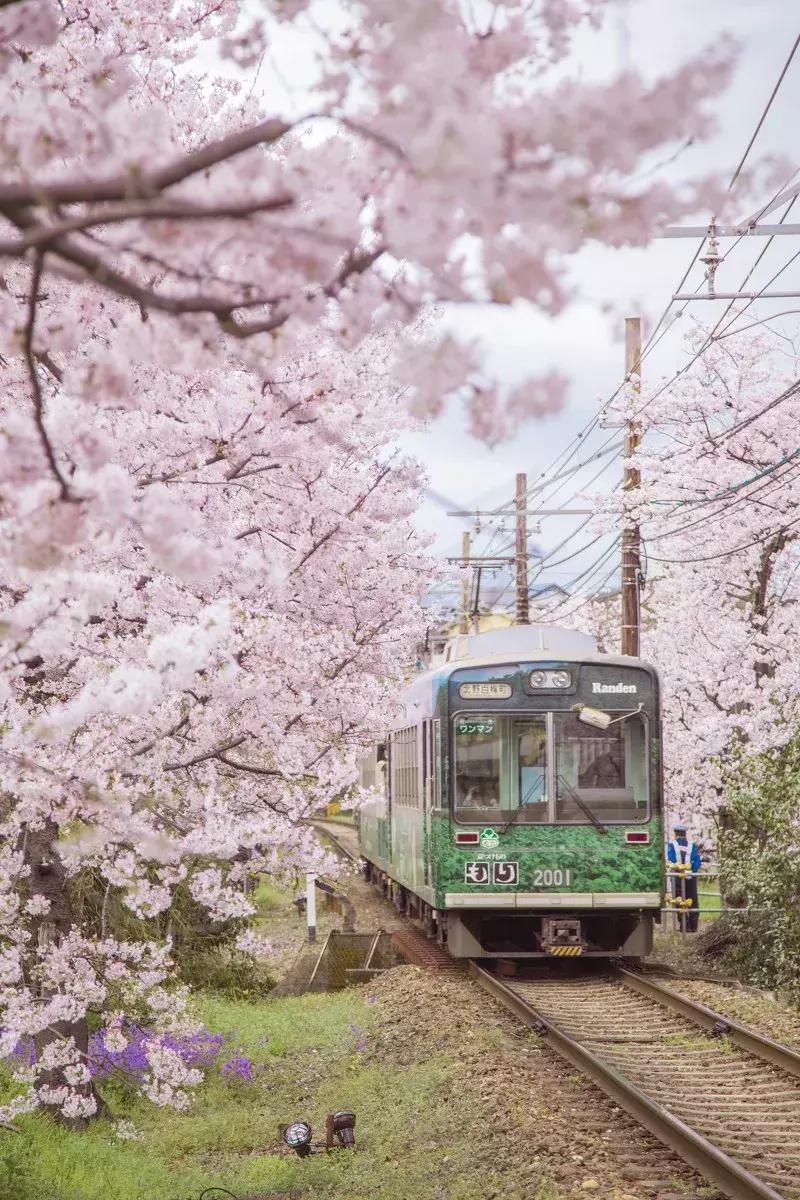 日本樱花季具体时间,日本樱花几月份去最好