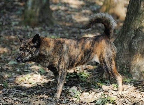 康熙喜欢虎斑犬,康熙的御用名犬