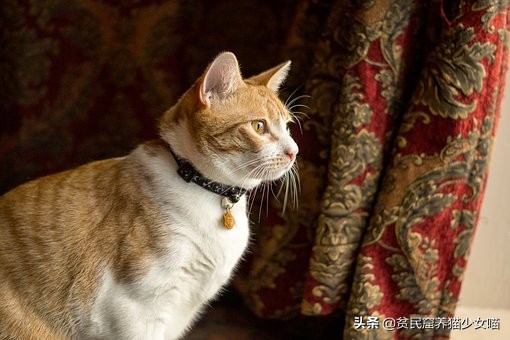 猫咪一学就会，百叫百灵的猫咪应答训练，铲屎官快来补课