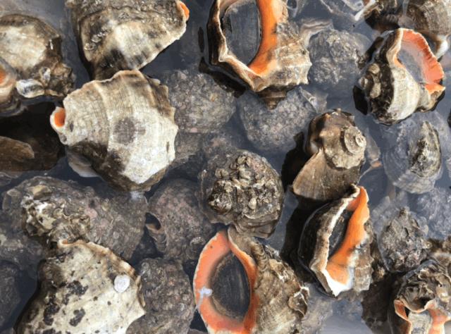 二月份威海海鲜价格,威海海鲜价格实时查询系统