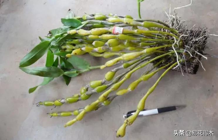 叠鞘石斛与铁皮石斛的区别,肿节石斛和大苞鞘石斛的不同