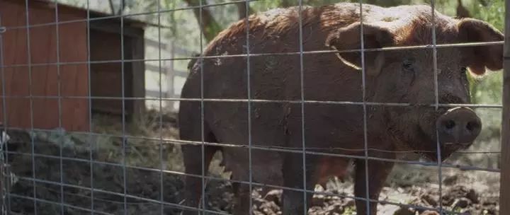 田园牧歌有哪些,田园牧歌纪录片