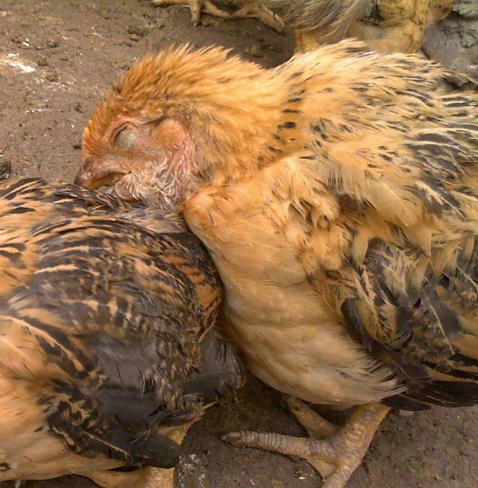 鸡支原体感染眼睛起泡沫怎么办,鸡眼睛支原体感染怎么治