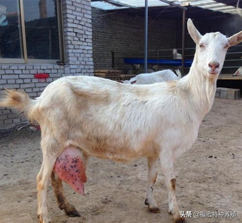 最好品种奶山羊哪里有,今年的奶山羊价格是最高的吗