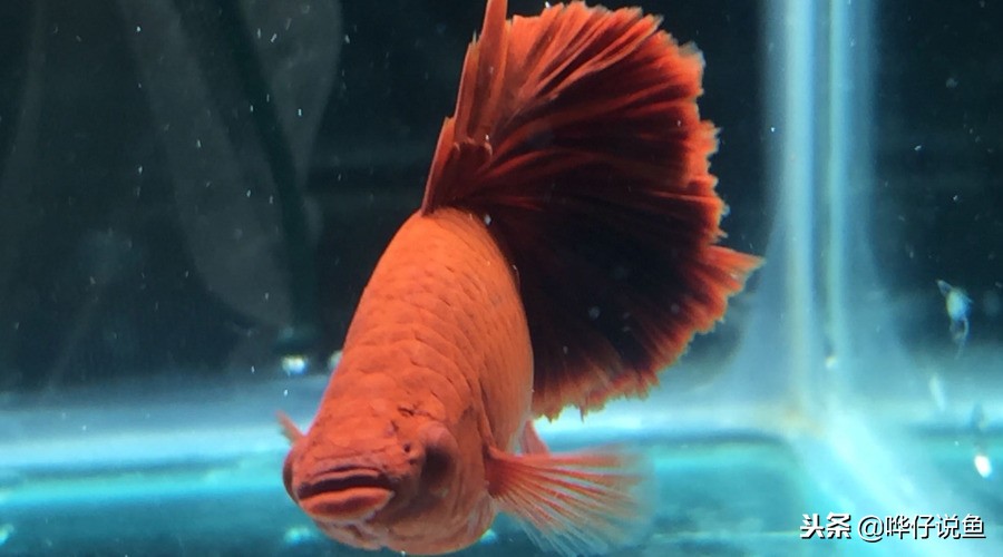 观赏鱼排在前10名的冠军鱼,盘点十大观赏鱼