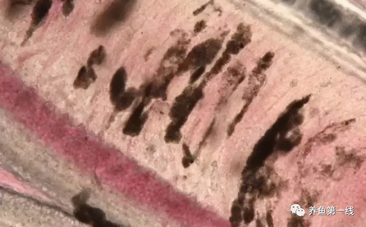 水产鱼鳃虫怎么治疗最好,鱼鳃霉病图片
