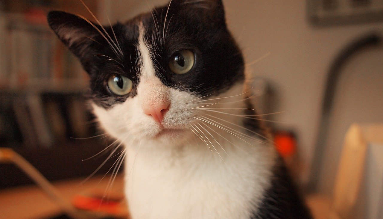 中国人为什么什么都敢吃,中国人什么都吃但为什么不吃猫