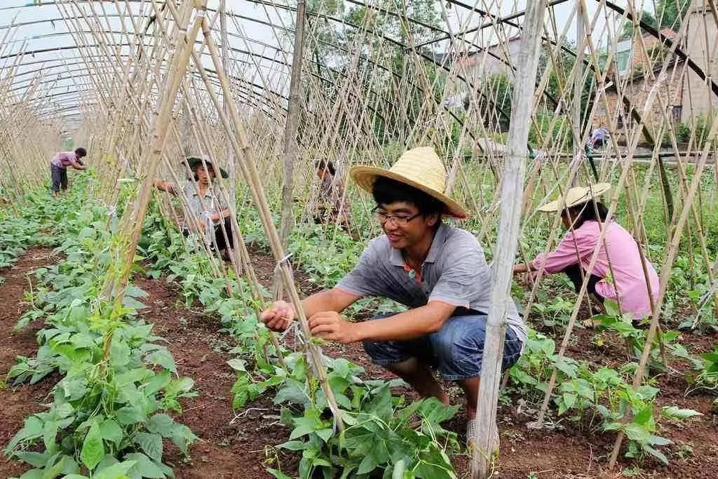 朝日绿源农场现状,朝日绿源引进日本先进农业技术
