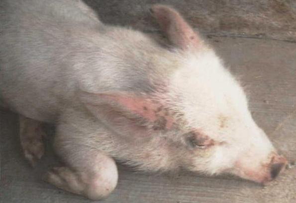 猪无法站立除了链球菌还有以下几种病因，应该如何治疗？