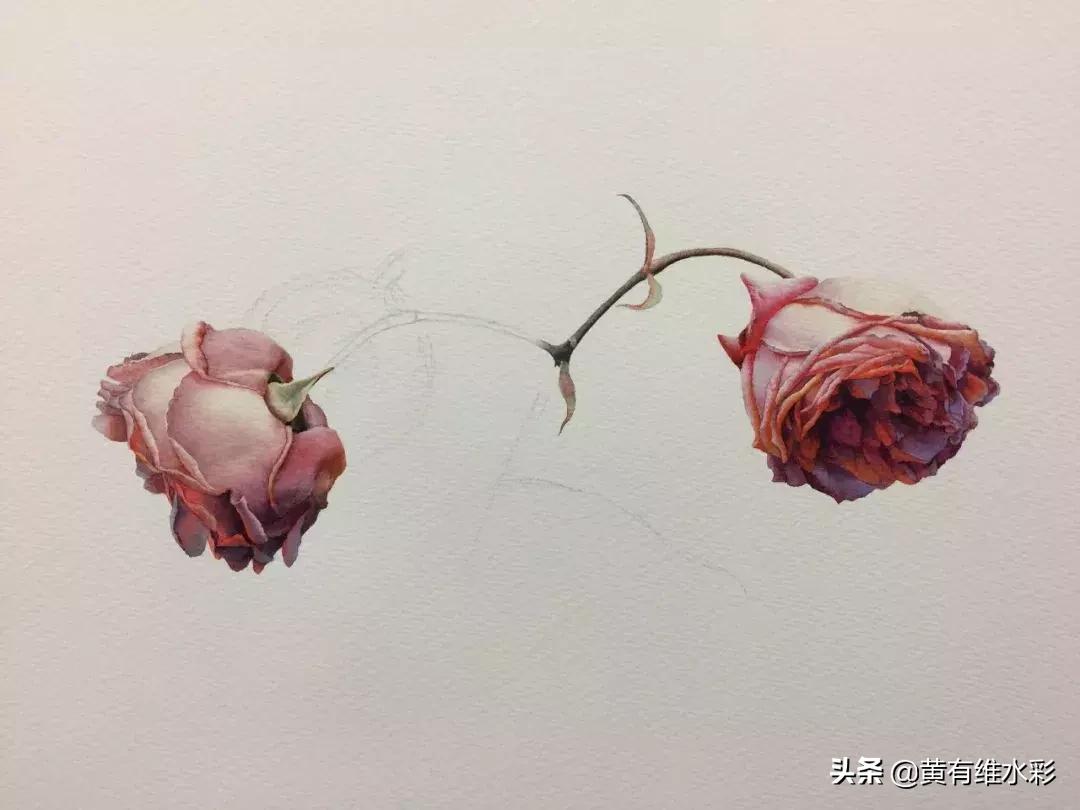 33朵玫瑰制作全过程,英伦花教程