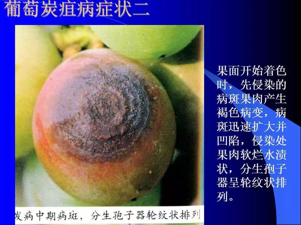 如何识别植物炭疽病和叶斑病,植物炭疽病的介绍