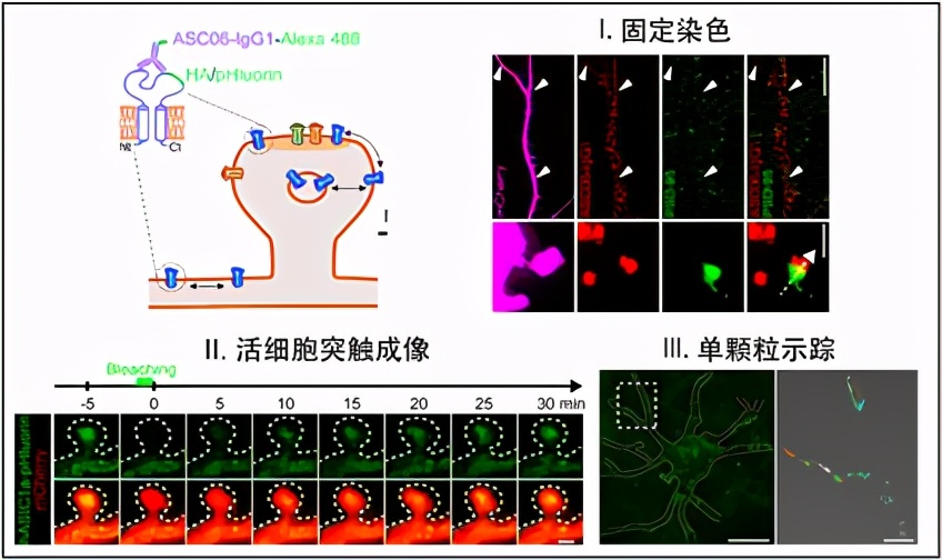 NB封面文章：一种非经典突触后膜受体的表面标记与可视化技术