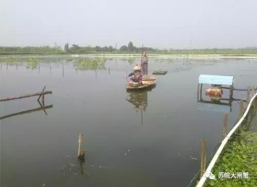 旧塘如何处理最好,十多年的老塘底怎么清理