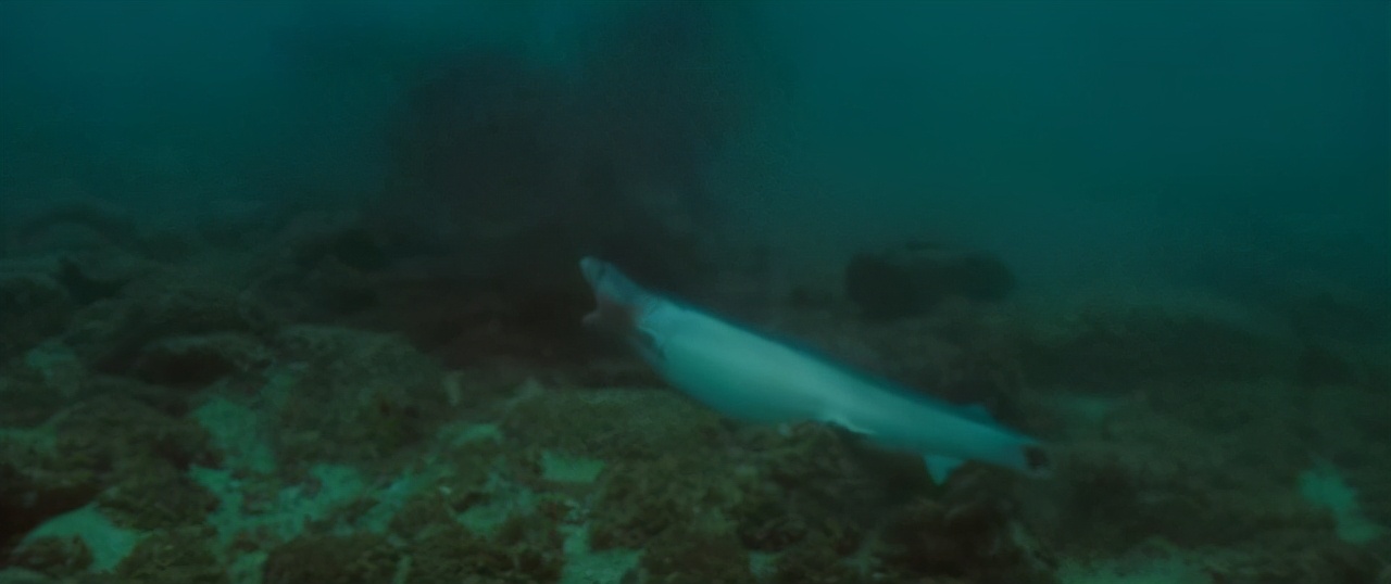 鱼翅是什么玩意儿,鱼翅是啥玩意儿