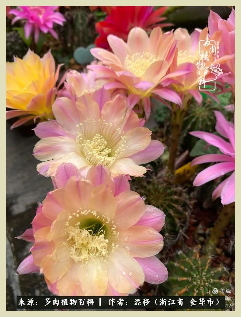 仙人球开花并散发着香味,仙人球花盛开吐露芬芳