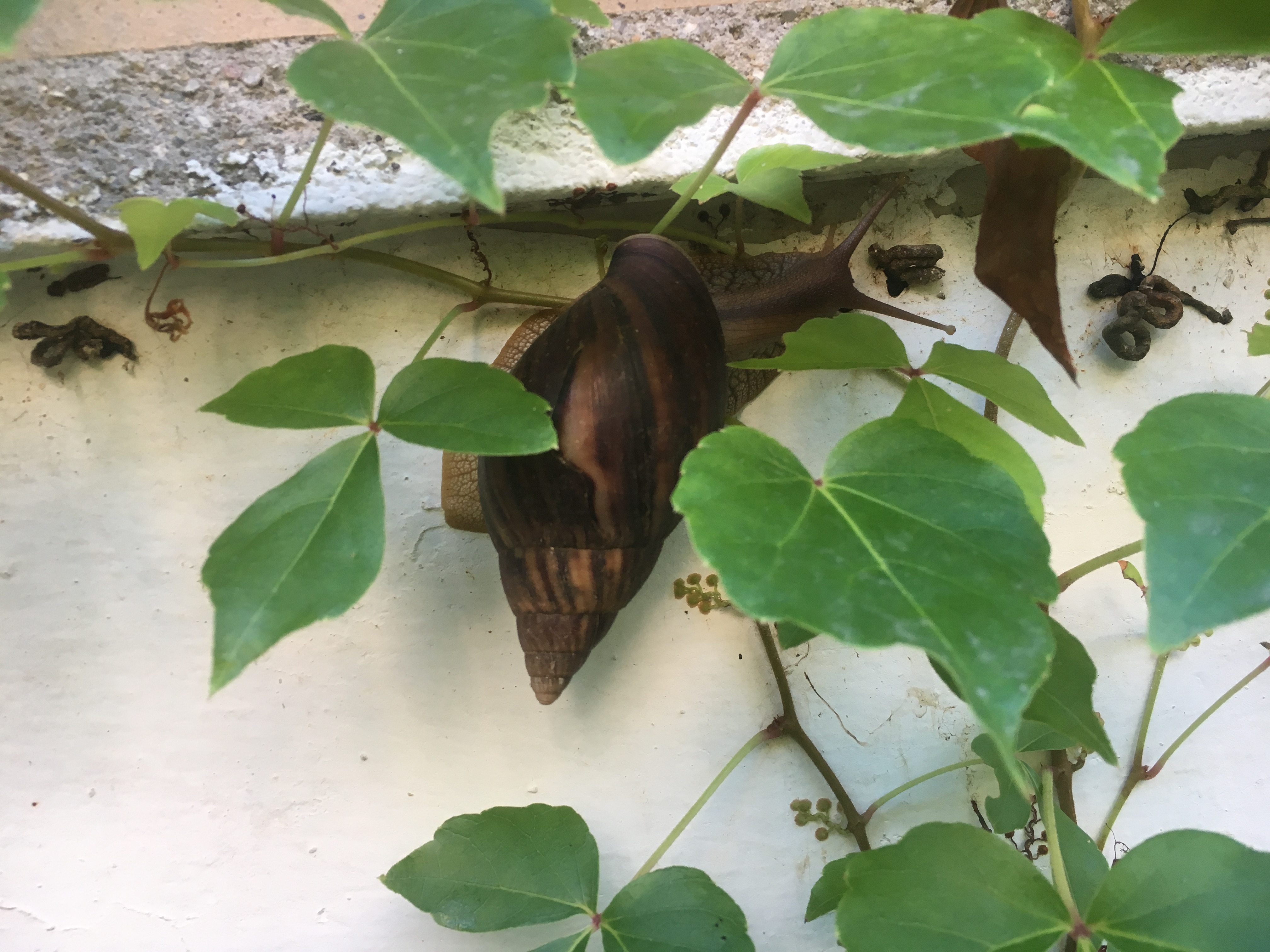 一日之计在于晨完整的古诗下一句,一日之计在于晨完整的古诗视频