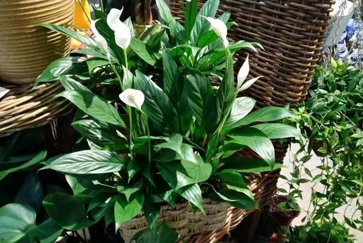 吸油烟和甲醛的植物,住新房有什么植物能去甲醛