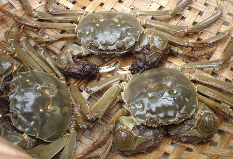 保存螃蟹不要直接放冰箱,螃蟹怎么保存能放的时间长