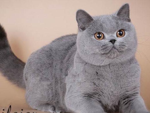 英国短毛猫究竟有多少种颜色,英国短毛猫十种受欢迎的毛色