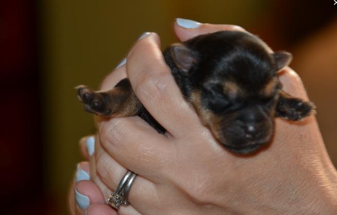 幼犬结膜炎是什么原因引起的呢,病毒性结膜炎导致失明还能治愈吗