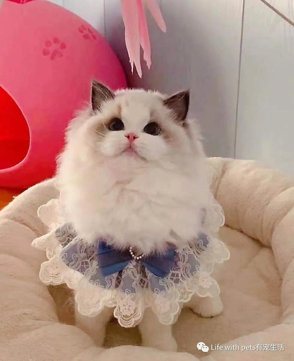 猫咪拉屎科普,猫咪屁屁的知识