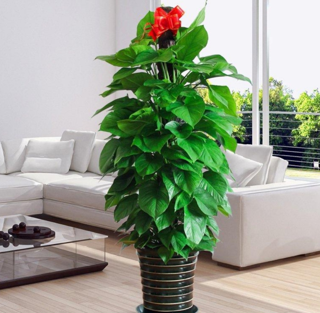 最适合放在室内净化空气的植物,哪些植物可以美化环境