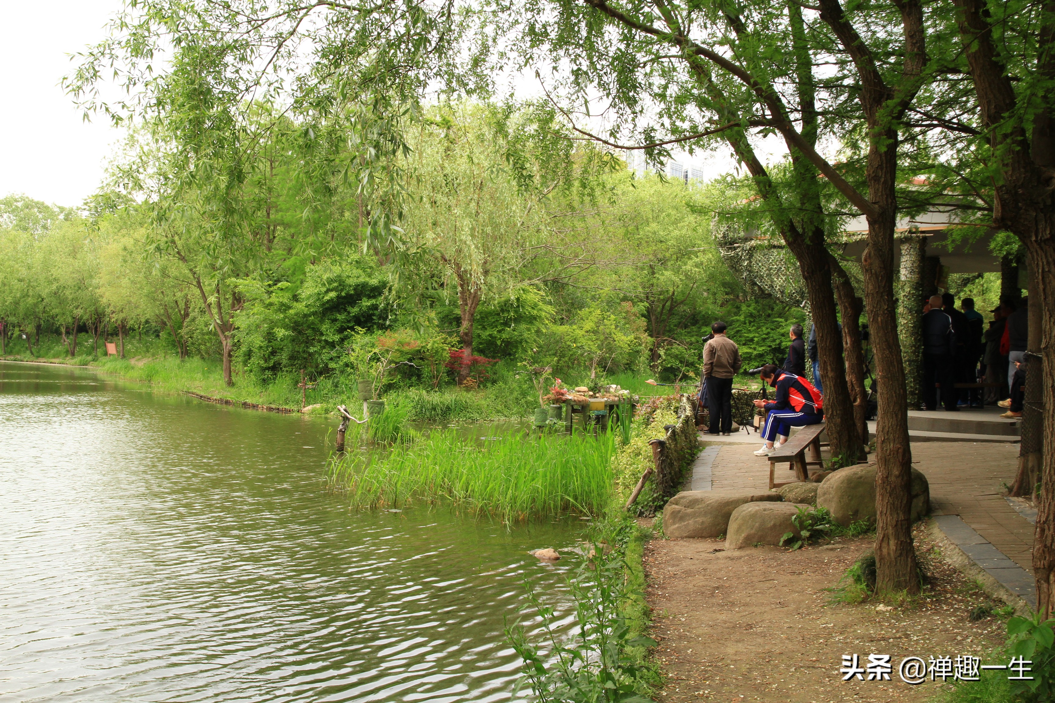 九曲江湾，十里湿地，鸟语花香，沪上最美中心城区，您去过吗？