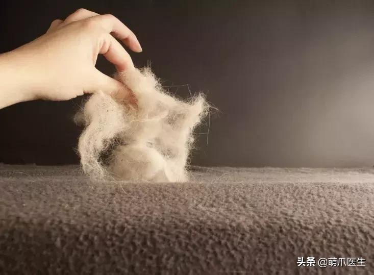 猫掉毛最好的解决办法,猫吃鱼油能改善掉毛吗