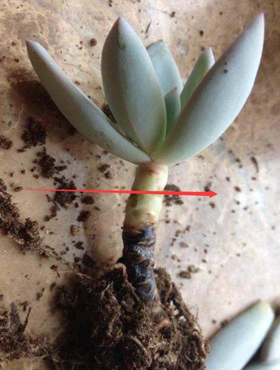 多肉植物黑死病怎么治,多肉腐黑了怎么救活