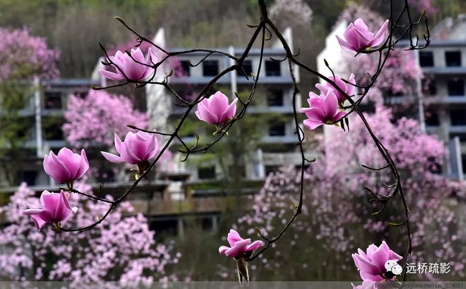 药王谷里觅旧迹（原图文）