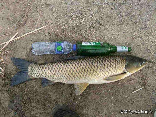 野钓不要总想着用“小药”爆护，小药真的有用吗？不要在交智商税