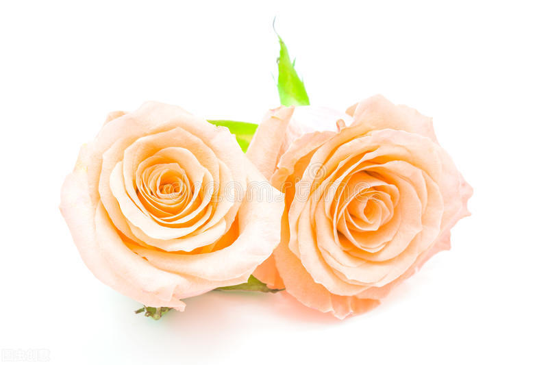 玫瑰花成为爱情的象征是怎么来的,玫瑰是从什么时候开始象征爱情的